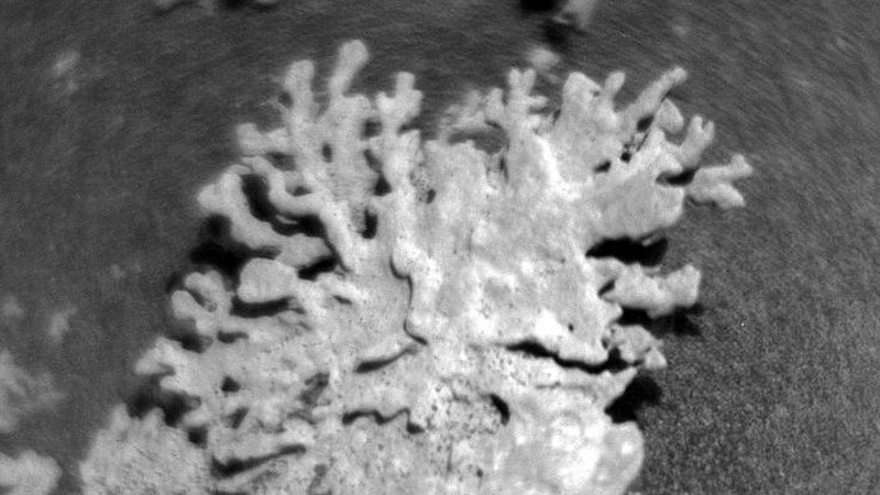 Марсоход NASA Curiosity нашёл на Марсе «коралл» возрастом в несколько миллиардов лет